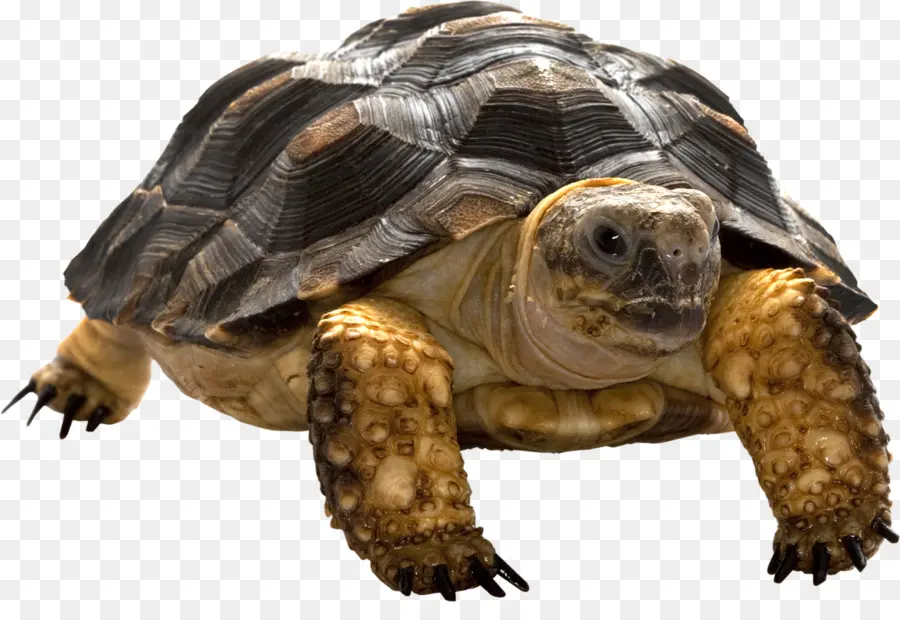 Tortuga，Tortuga De Caja PNG