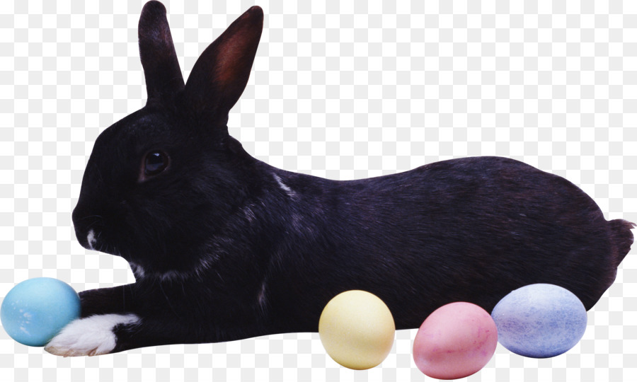 Conejo Negro，Huevos De Pascua PNG