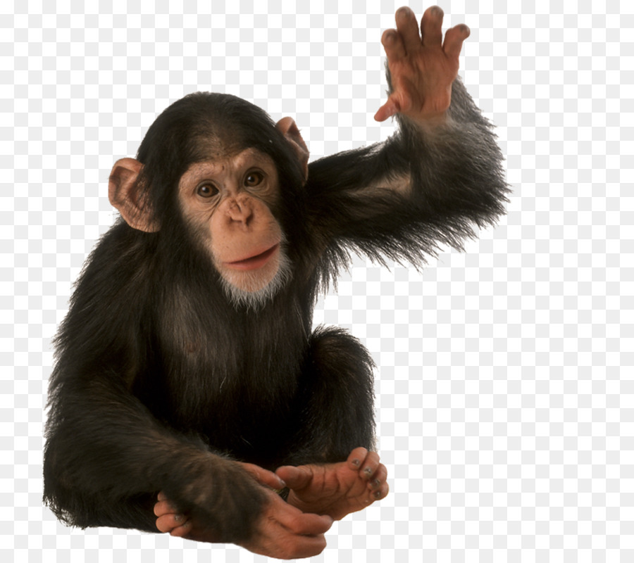 Chimpancé Común，Orangután PNG