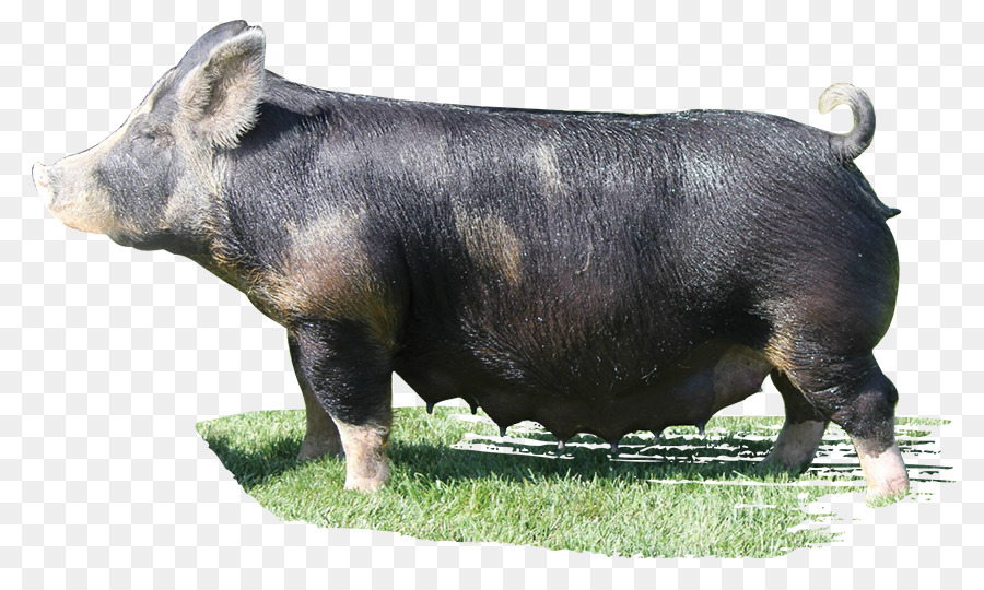 Cerdo，Cerdo Doméstico PNG