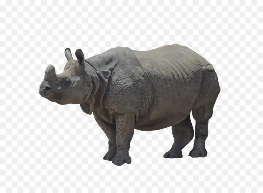 Rinoceronte，Brontotherium PNG