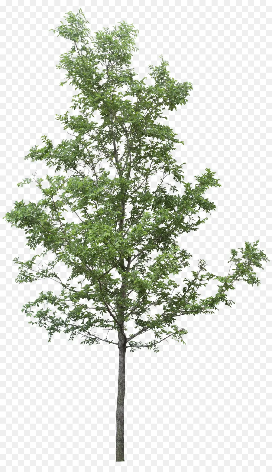 árbol，La Resolución De La Imagen PNG