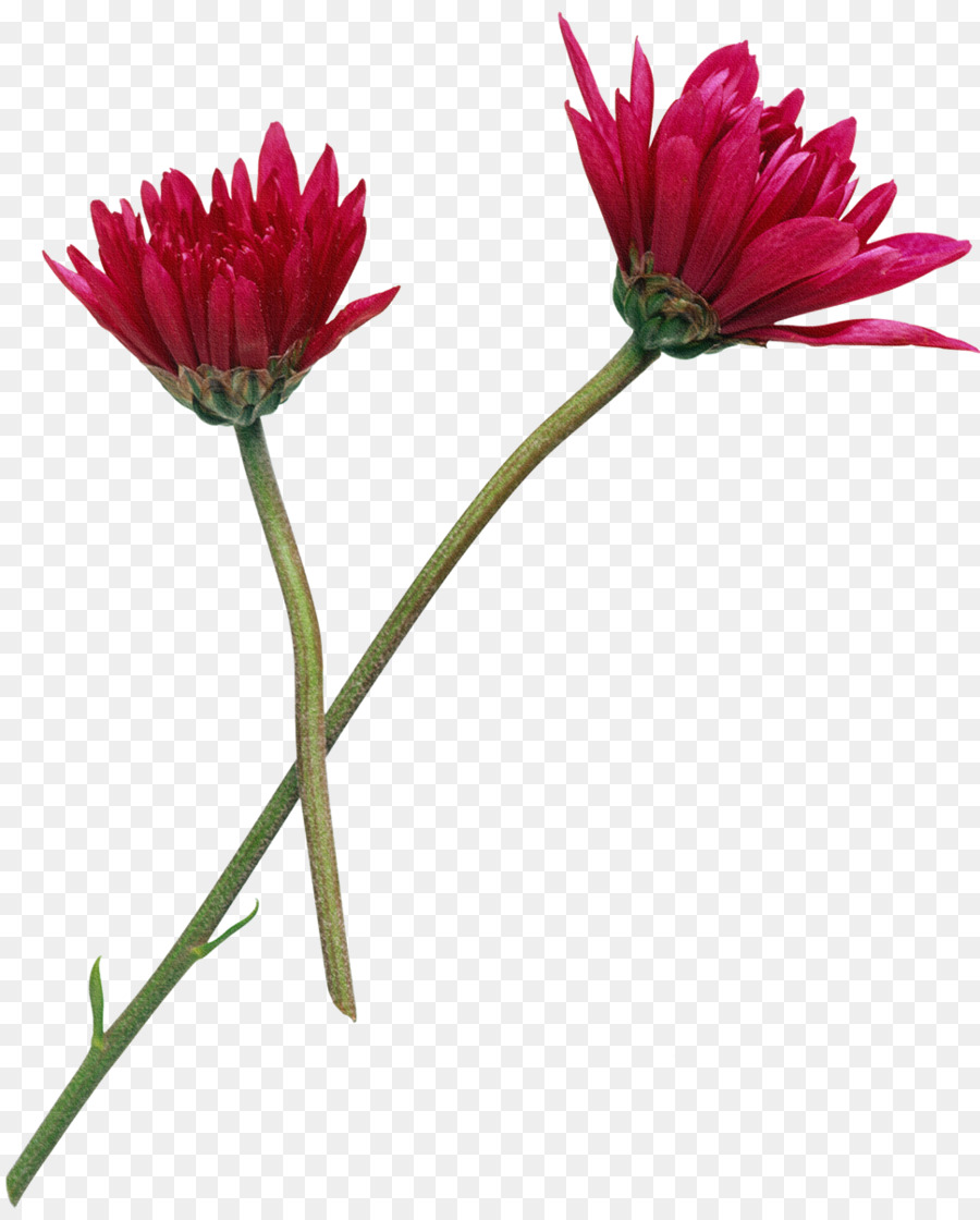 Flower，Photography PNG