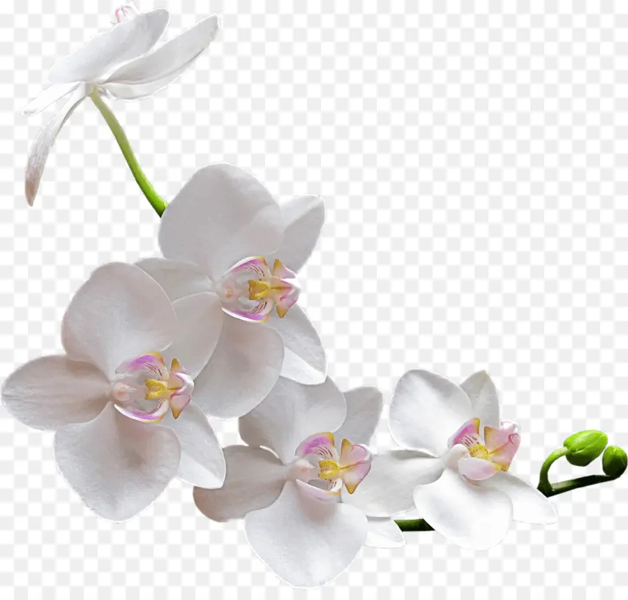 Las Orquídeas，Flor PNG