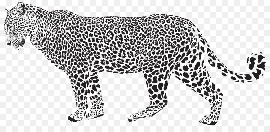 Leopard，Cheetah PNG