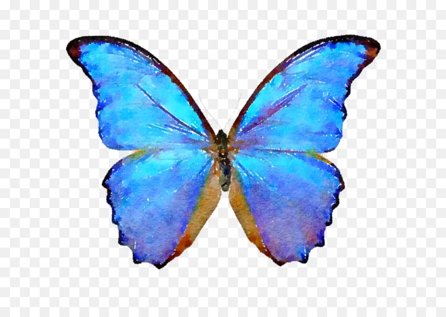 Mariposa，Vistoso PNG