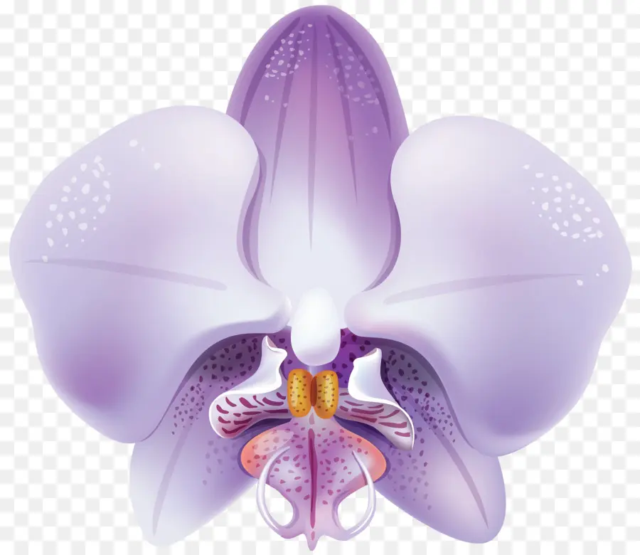 Orquídea，Púrpura PNG