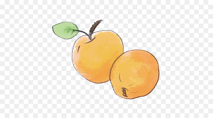 Naranja，Cítricos PNG