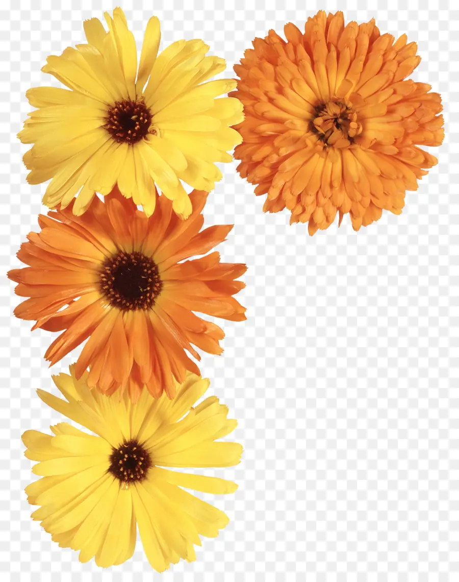 Flores，Amarillo PNG