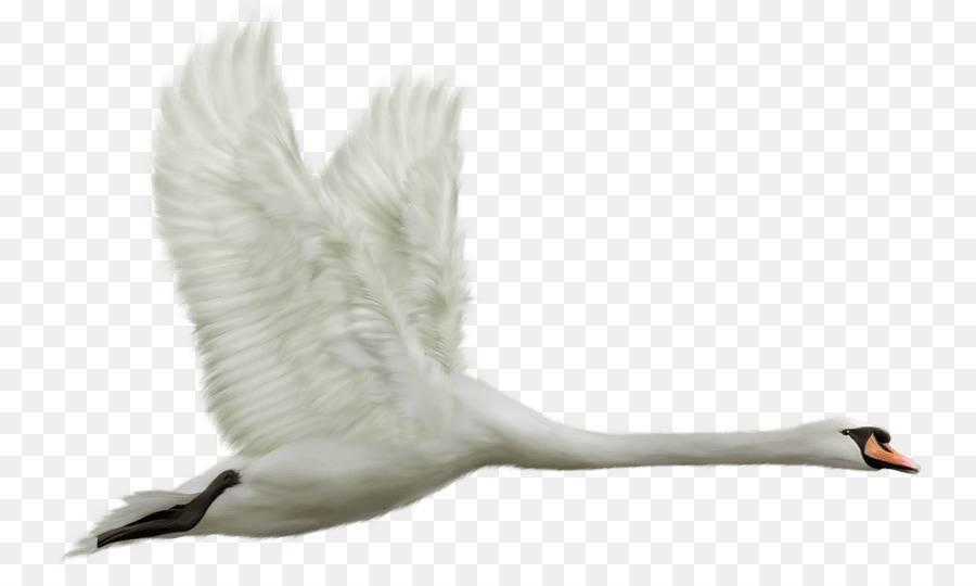 Cisne，Blanco PNG