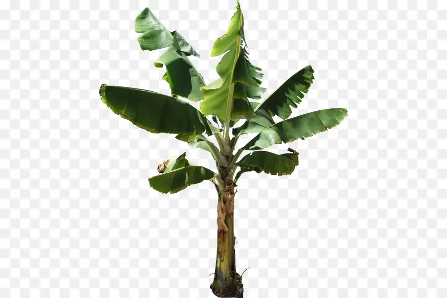 Planta De Banano，Banana PNG