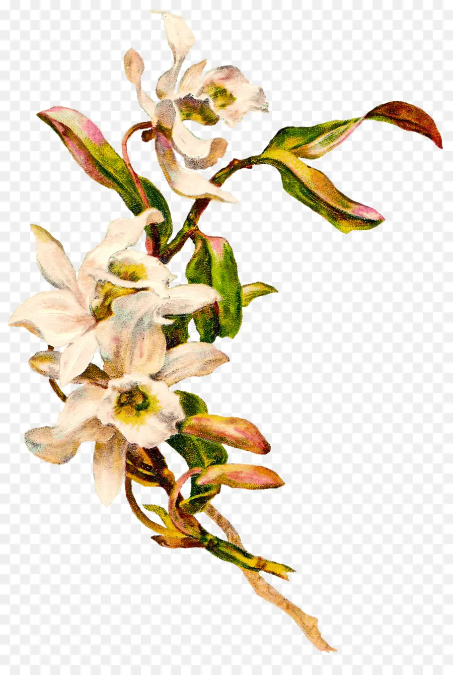 Flores Blancas，Florecer PNG