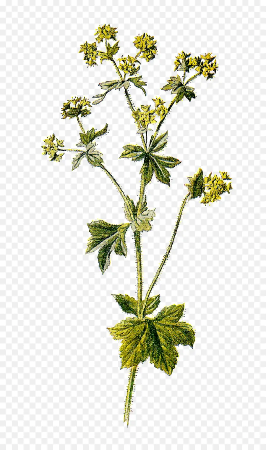 Alchemilla Mollis，Alchemilla Vulgaris PNG