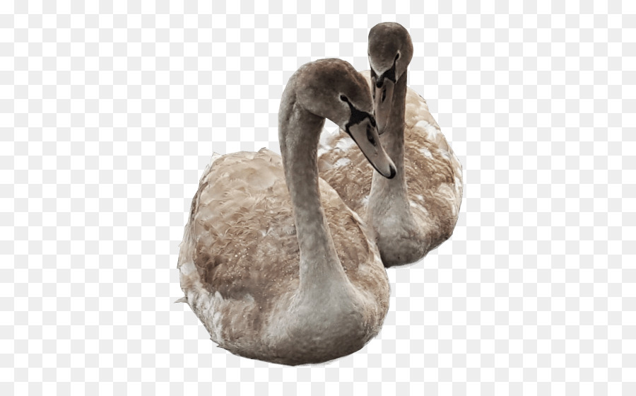 Cygnini，Pato PNG