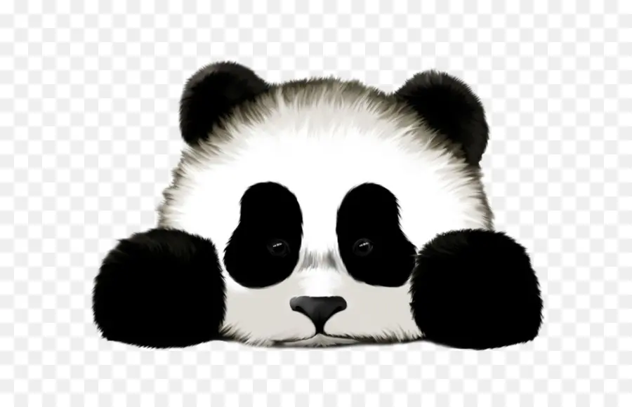 El Panda Gigante，El Panda Rojo PNG