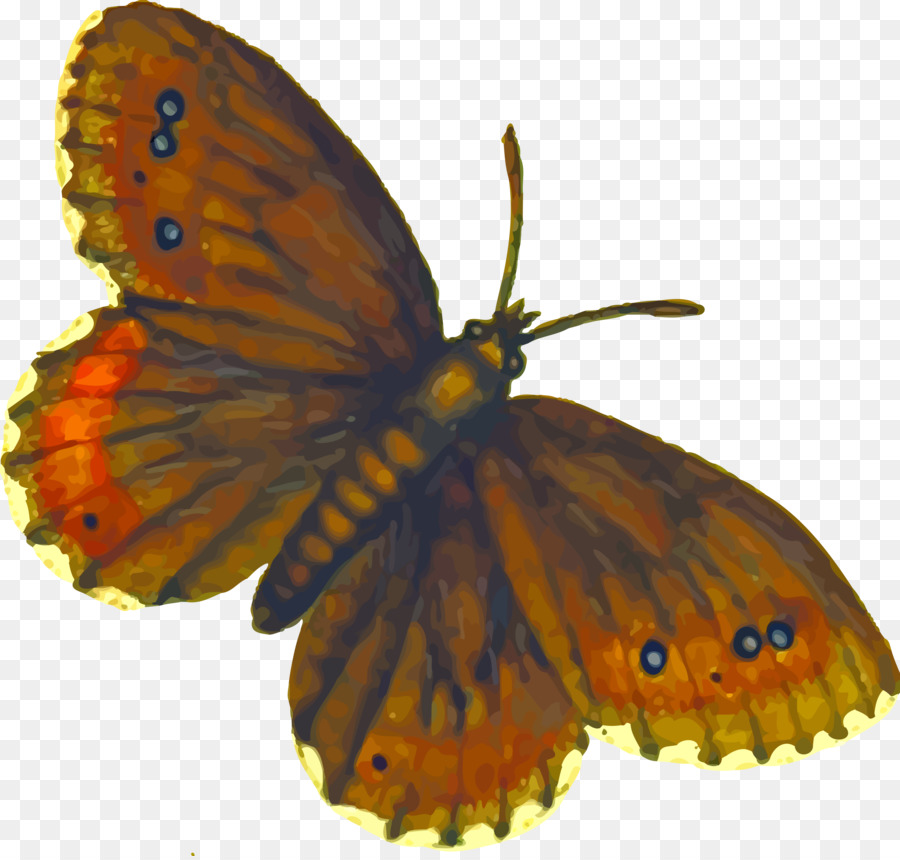 Mariposa，Marrón PNG