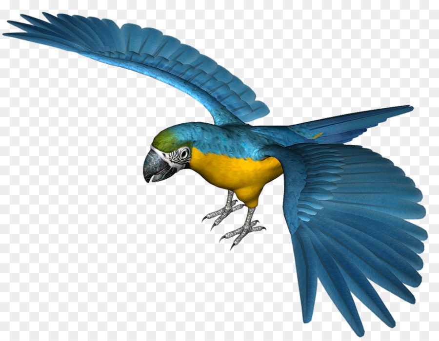 Parrot，Pájaro PNG