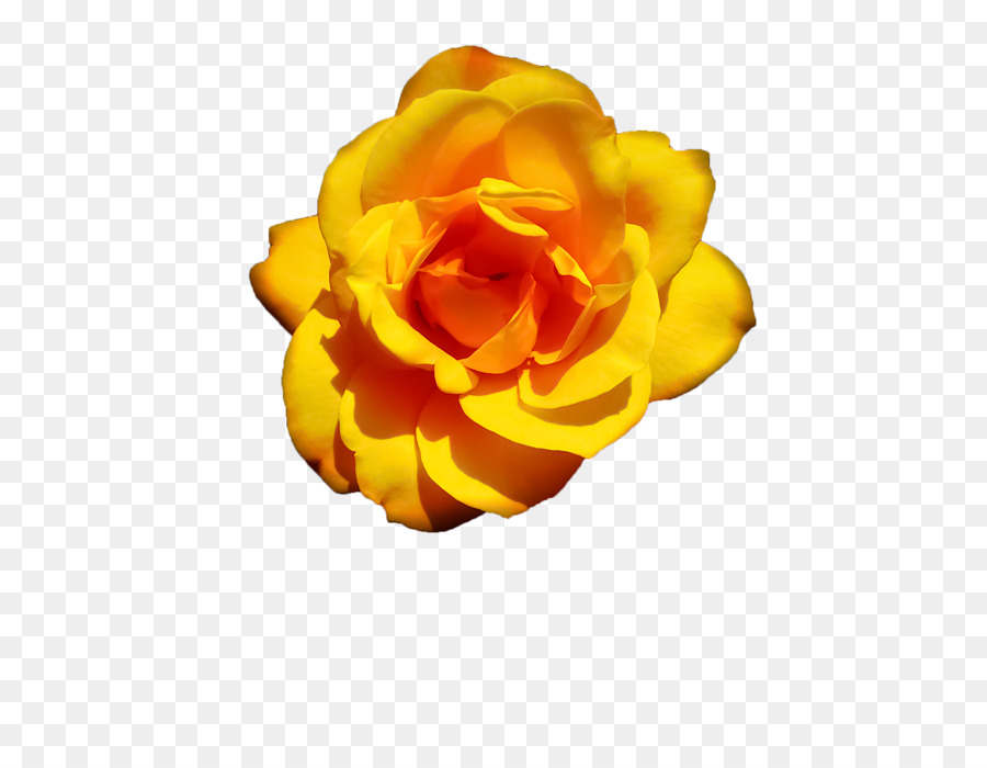 Flor，Rosa PNG