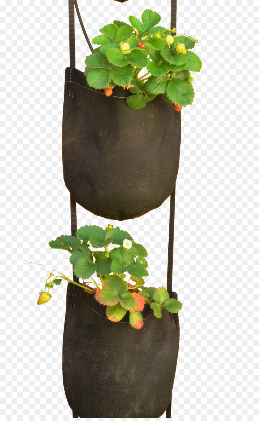 Bolsa De Plastico，Planta PNG