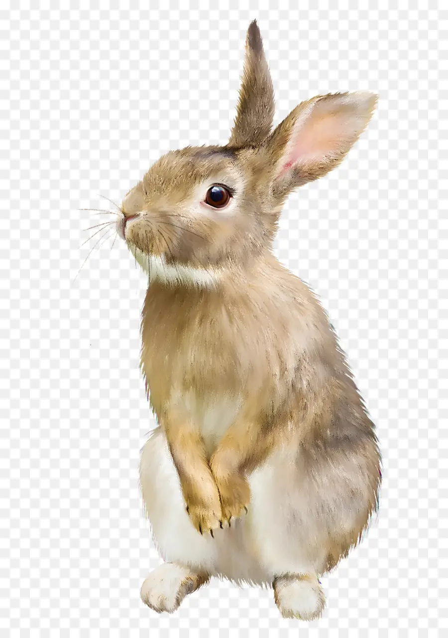 Conejito De Pascua，Hare PNG