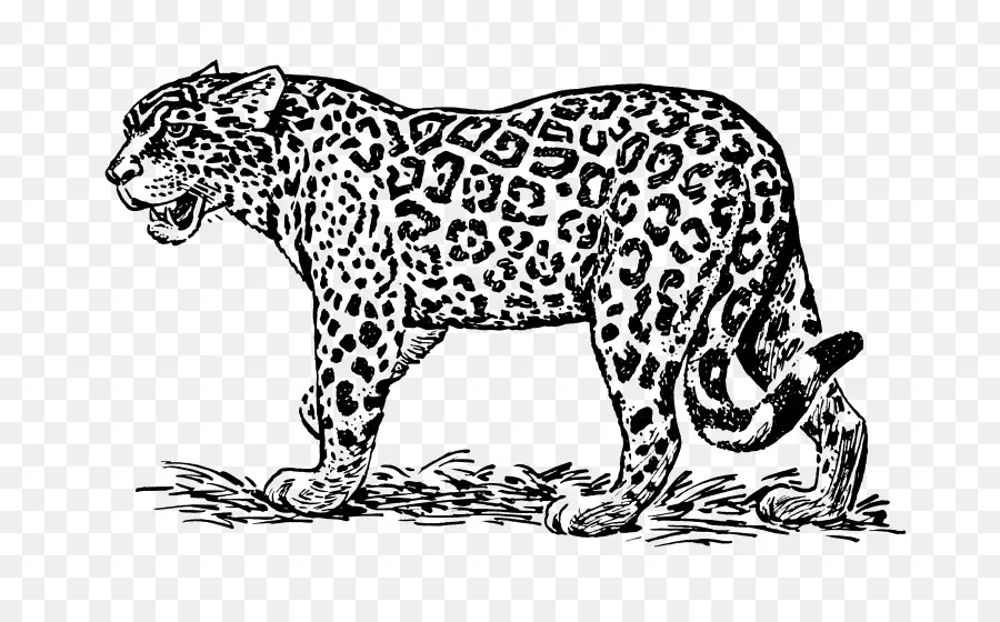 Jaguar，Dibujo PNG