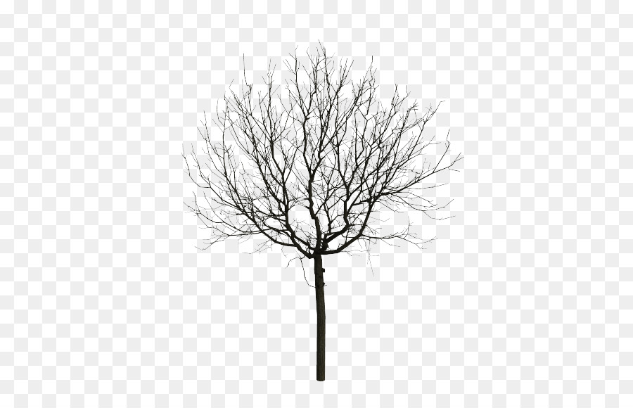 árbol，Mpeg4 Parte 14 PNG