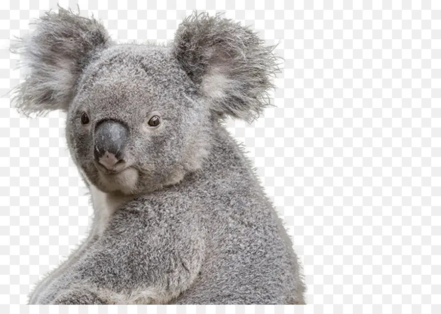 El Zoológico Nacional De Acuario，Koala PNG