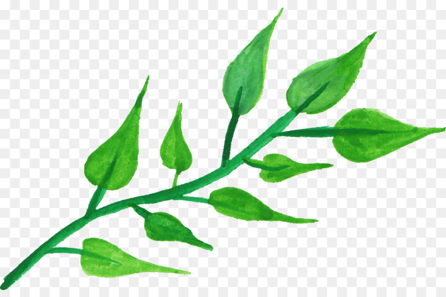 Hoja，Tallo De La Planta PNG