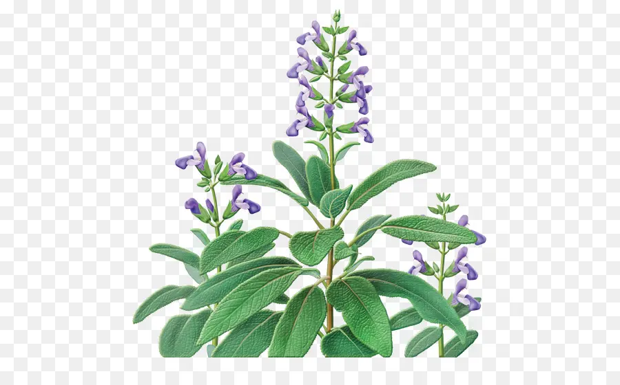 Planta De Salvia，Verde PNG