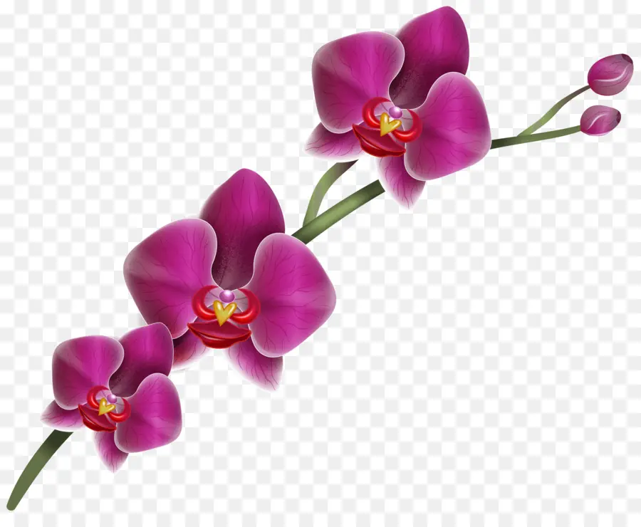 Lady S Slipper Orquídeas，Cypripedium Parviflorum PNG