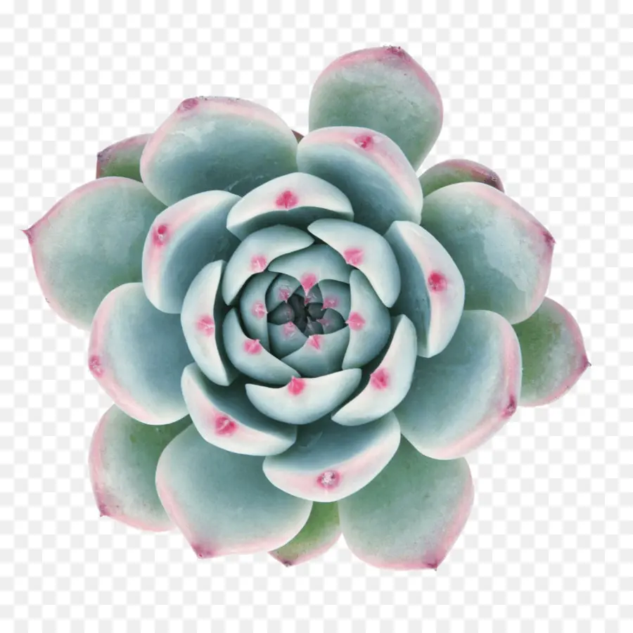 Echeveria Agavoides，Planta Suculenta PNG