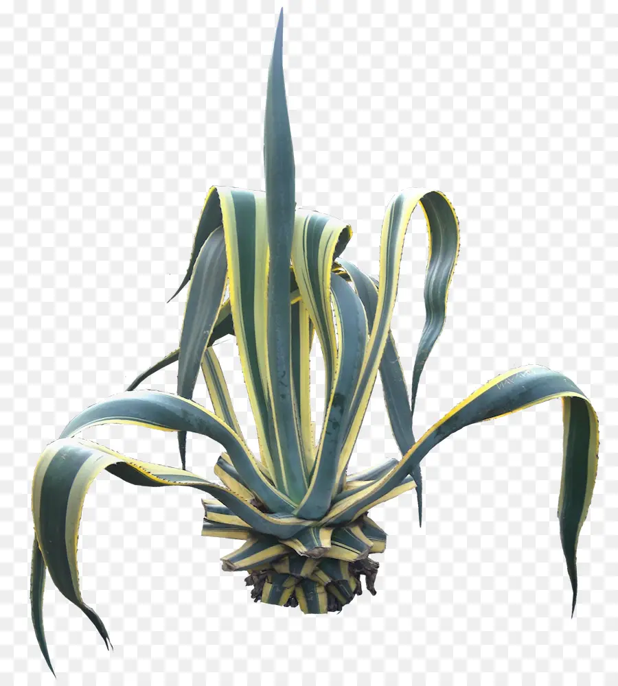 Agave Angustifolia，Centuryplant PNG