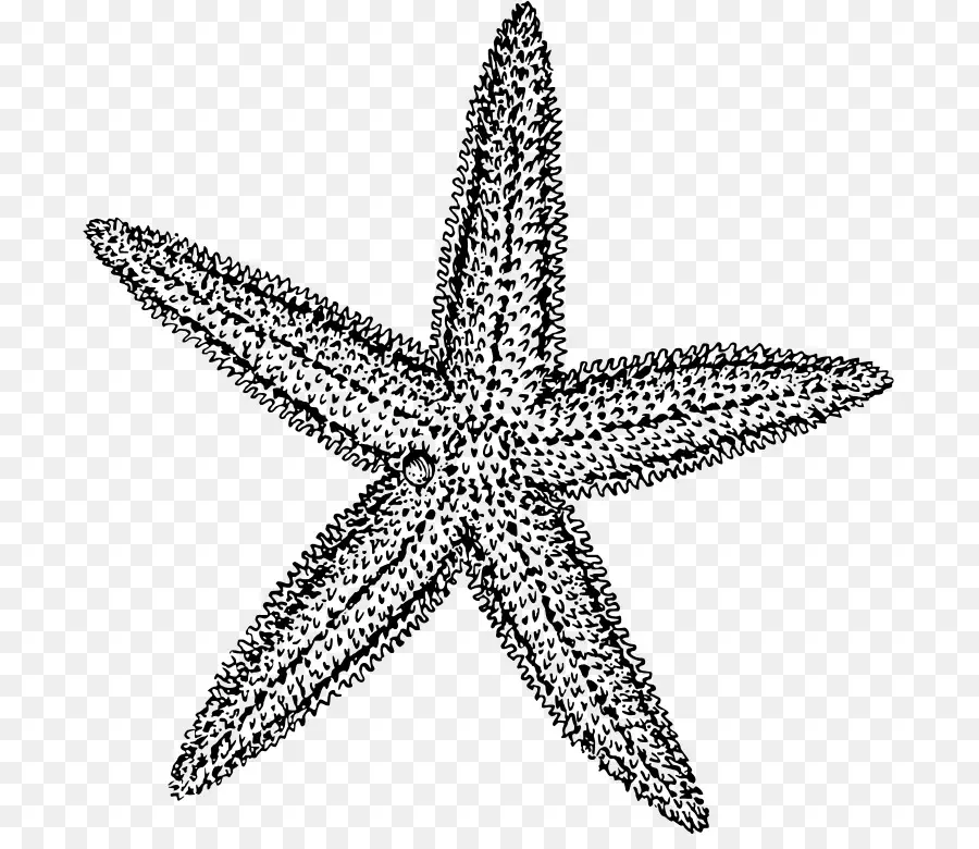 Estrella De Mar，Mar PNG