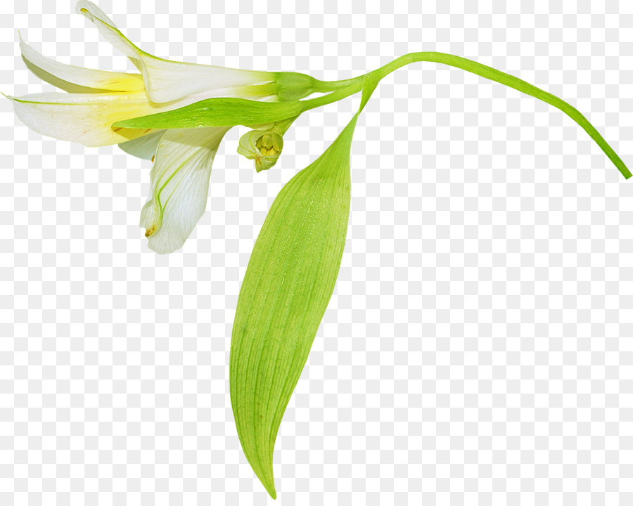 Flor，Lilium PNG