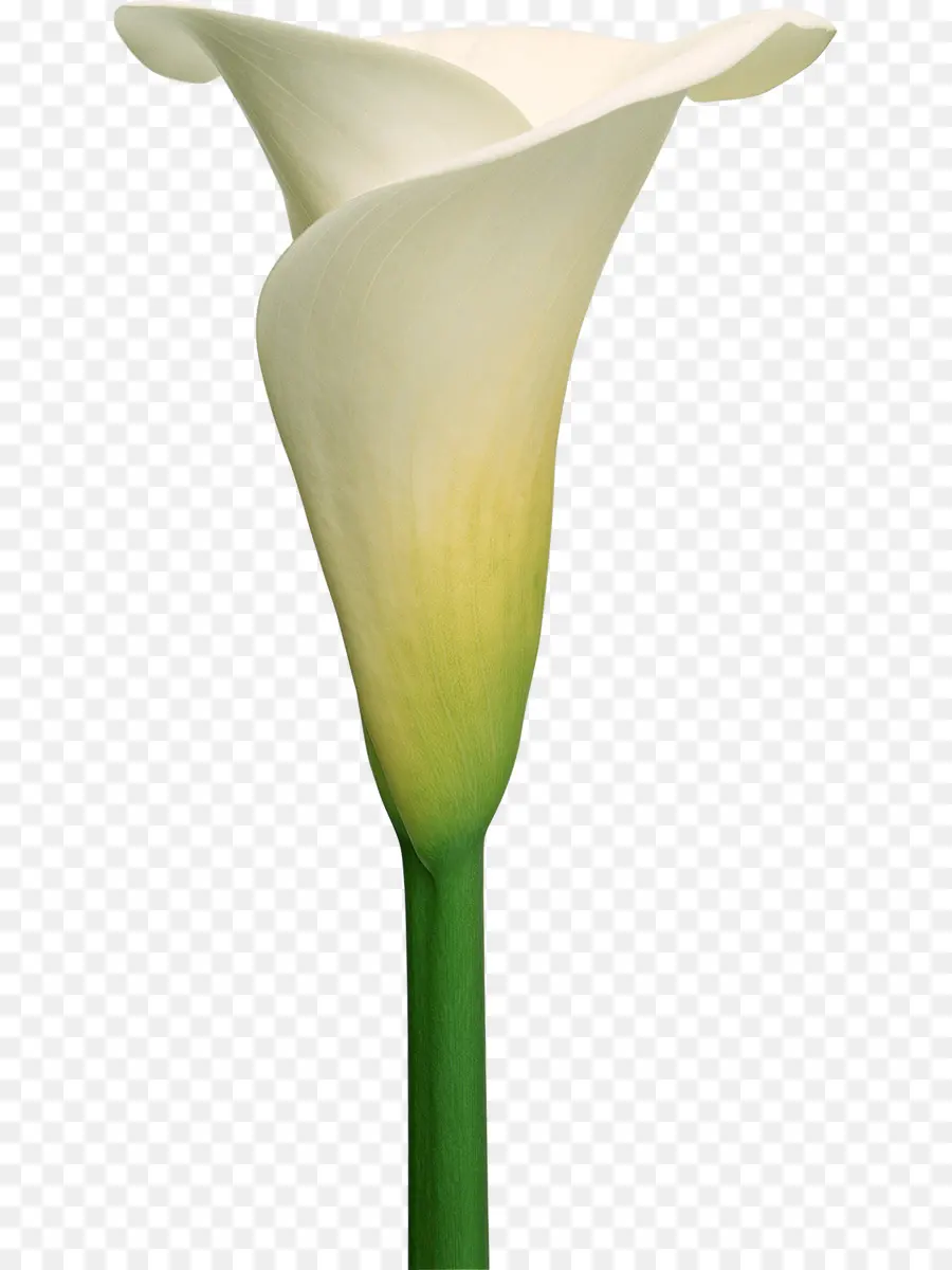 Arumlily，Callalily PNG