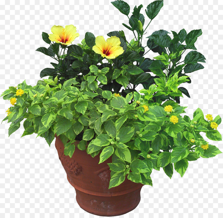 Plantas En Macetas，Flores PNG