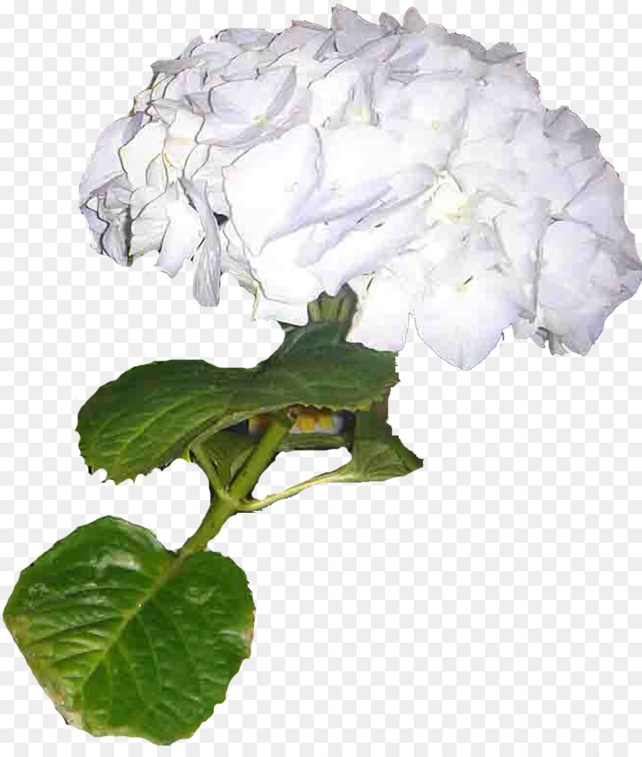 Hortensia，Liveinternet PNG