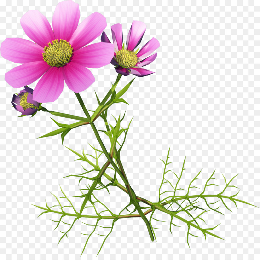 Chrysanthemum Indicum，Iconos De Equipo PNG