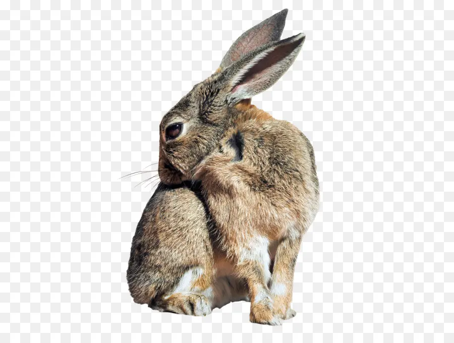 Holland Lop，Hare PNG