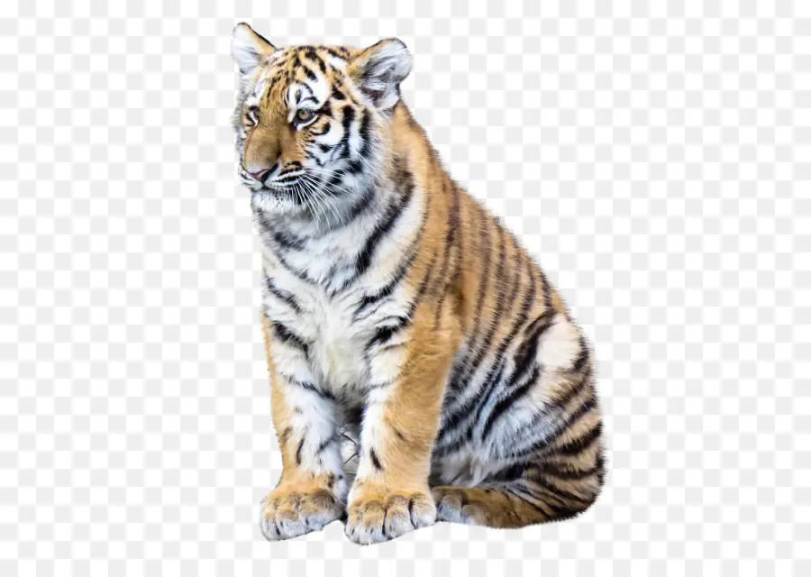 Tigre，Fondo De Escritorio PNG