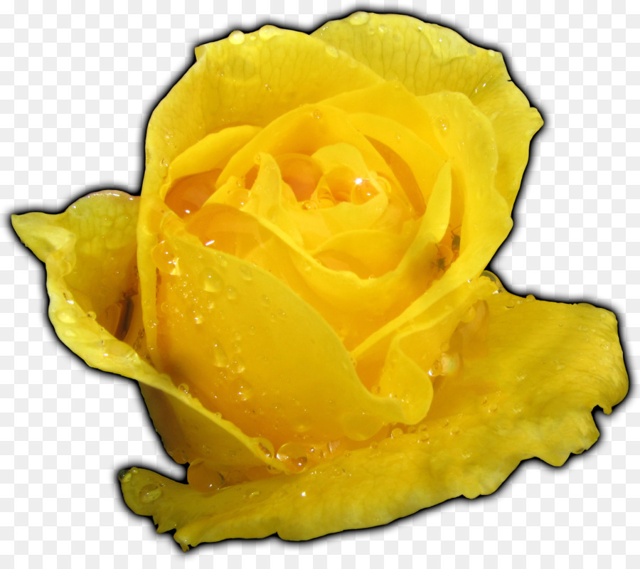 Amarillo，Rosa PNG