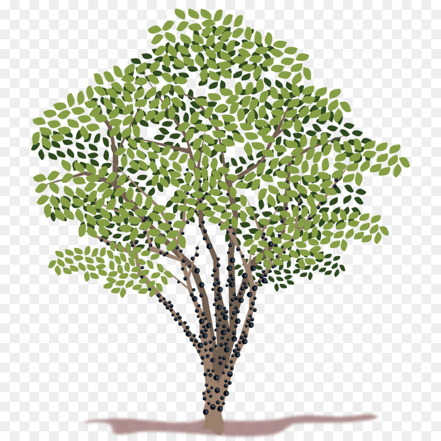 Árbol，Hojas PNG