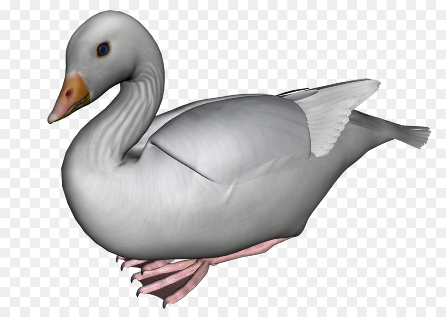 Pato，Ganso PNG