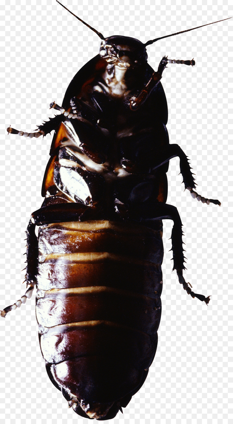 Cucaracha，Bicho PNG