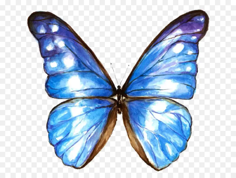 Mariposa，Pintura A La Acuarela PNG