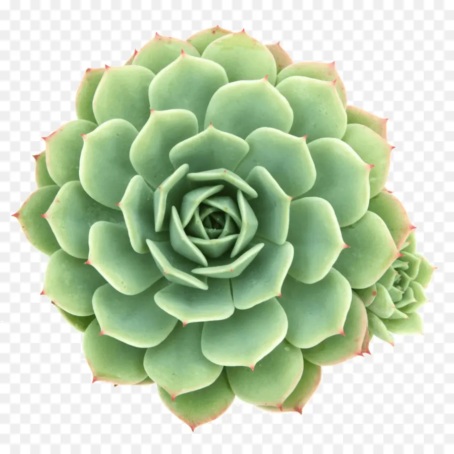 Echeveria，Planta Suculenta PNG