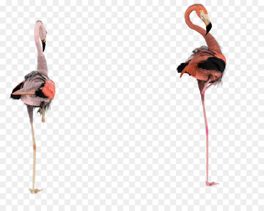 Flamencos，Rosa PNG