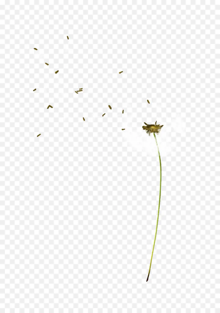 Diente De León，Flor PNG