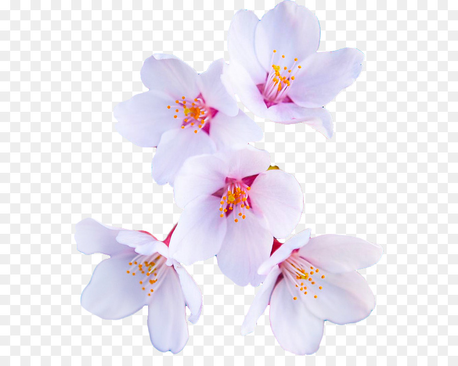 Edición，Flor PNG