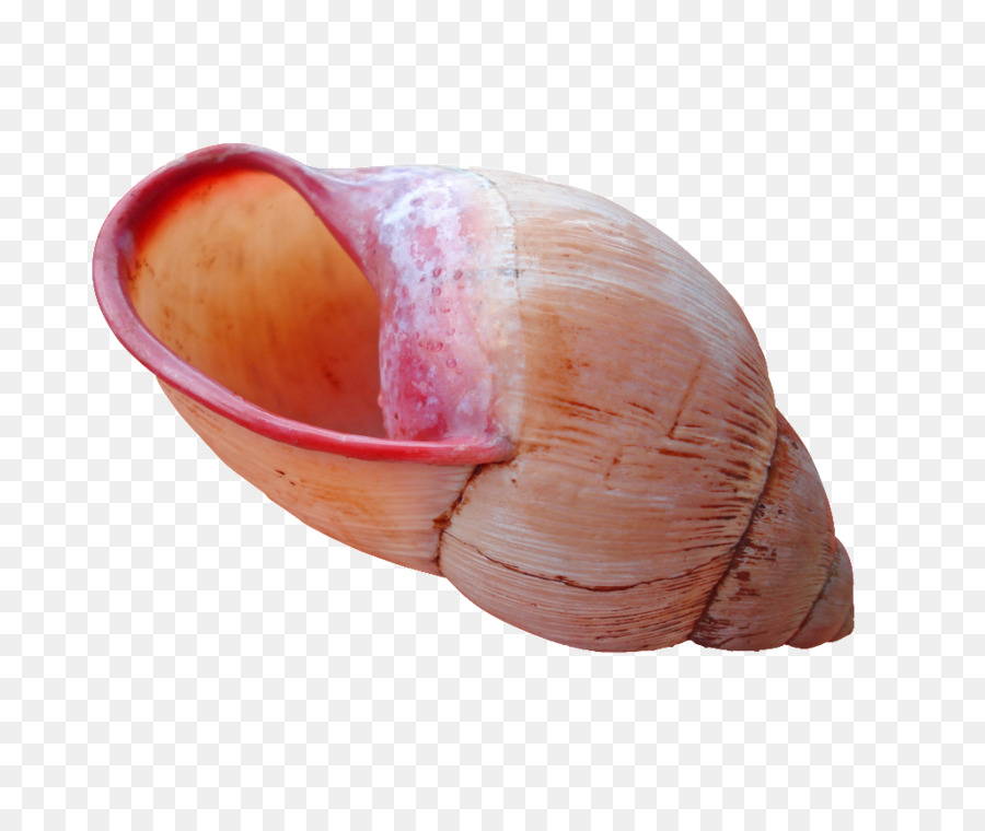 Concha，Los Moluscos PNG